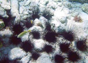 Coral Reef Food Chain: Sea Urchins help Regulate the Populations of Reef Algae (Credit: James St. John 2009 .CC BY 2.0.)