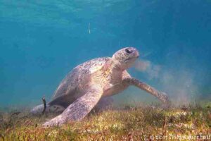Coral Reef Food Chain: Sea Turtles Consume Seagrasses and Algae in Coral Reefs (Credit: Tilonaut 2017 .CC BY 3.0.)