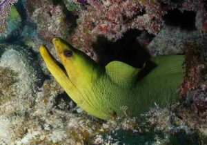 Coral Reef Food Chain: Moray Eel's Features Include an Elongate Body and Powerful Jaws (Credit: National Marine Sanctuaries 2018)