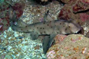 Coral Reef Food Chain: Horn Sharks are Smaller and Less-Dominant than Some Shark Species in Reef Zones (Credit: Ed Bierman 2004 .CC BY 2.0.)