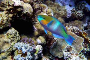 Coral Reef Food Web: Parrotfish help Prevent Potentially-Harmful Overgrowth of Algae on Reefs (Credit: David Sanford 2012 .CC BY-SA 3.0.)