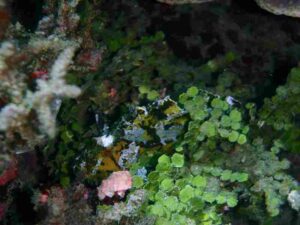 Coral Reef Food Web: Halimeda Algae are Calcareous and Crucial for Reef Building (Credit: Scasagra 2010 .CC BY-SA 3.0.)