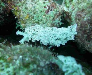 Coral Reef Food Web: Gastropods like Lettuce Sea Slug in Coral Reefs are Known to Graze on Plant Matter like Algae (Credit: amanderson2 2012 .CC BY 2.0.)