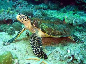 Coral Reef Food Web: Hawksbill Turtle Helps Control Sponge Populations in the Coral Reef (Credit: (WT-shared) Johnycanal at wts wikivoyage 2006 .CC BY-SA 1.0.)
