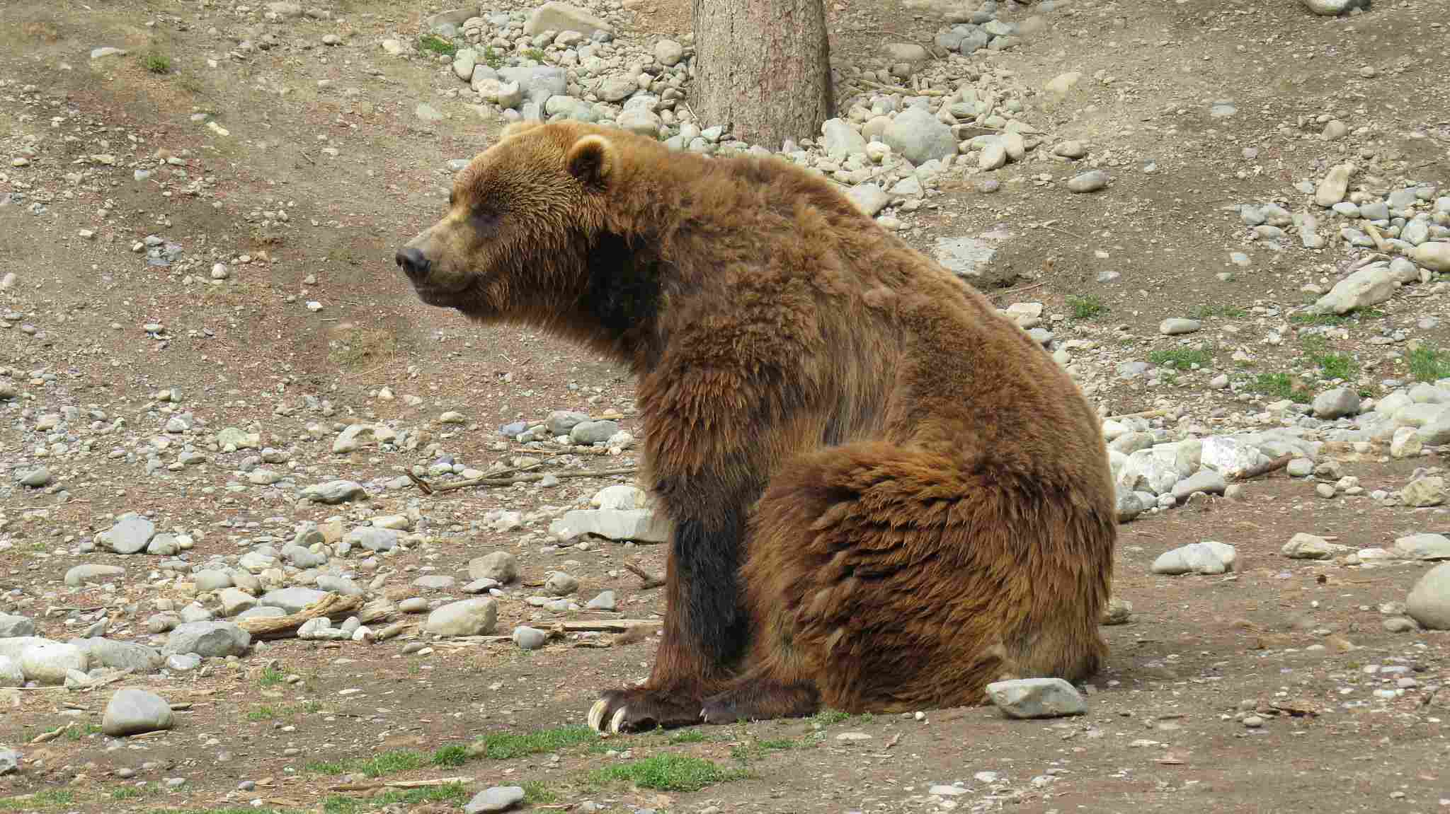 Rhino Vs Bear: Many Bears are Solitary, like Rhinos (Credit: Luke Jones 2014 .CC BY 2.0.)