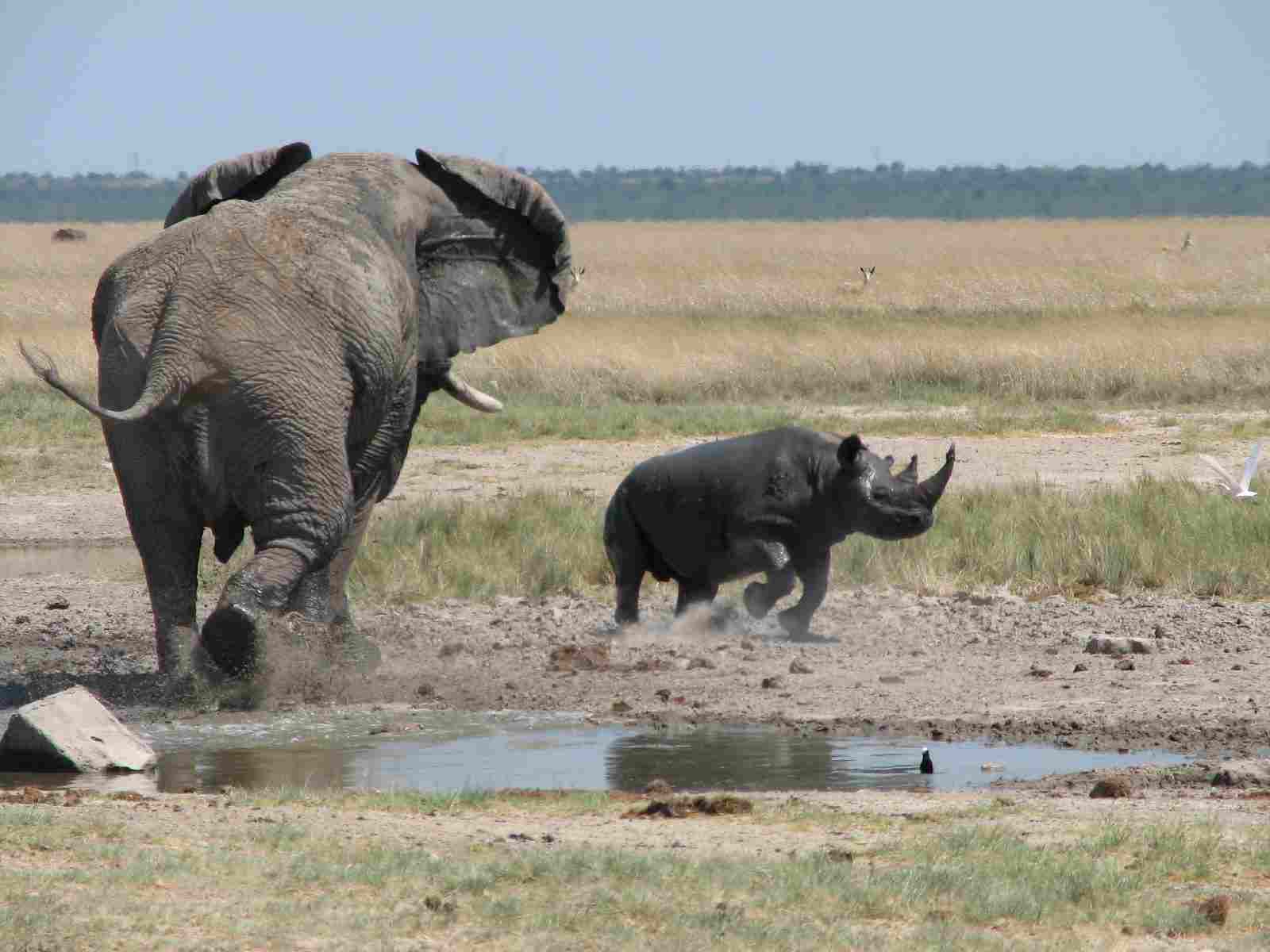 Rhino Vs Elephant: Elephants are Far Heavier and Larger Than Rhinos (Credit: Alastair Rae 2006, Uploaded Online 2007 .CC BY-SA 2.0.)