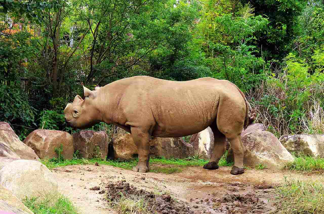 Rhino Vs Elephant: Rhinos are Generally Solitary in Their Behavior (Credit: Dandy1022 2023 .CC BY-SA 3.0.)
