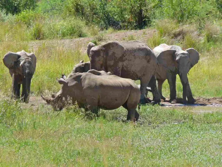Rhino Vs Elephant Size, Weight, Ecological Comparison