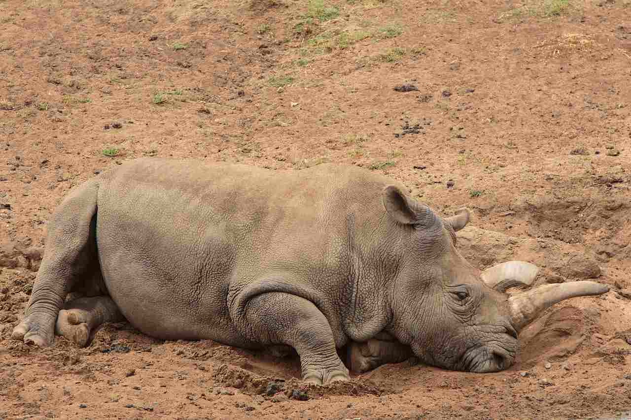 Rhino Vs Elephant: Poaching and Other Human-Induced Problems Threaten the Survival of Wild Rhinos (Credit: Jeff Keeton 2015 .CC BY-SA 4.0.)