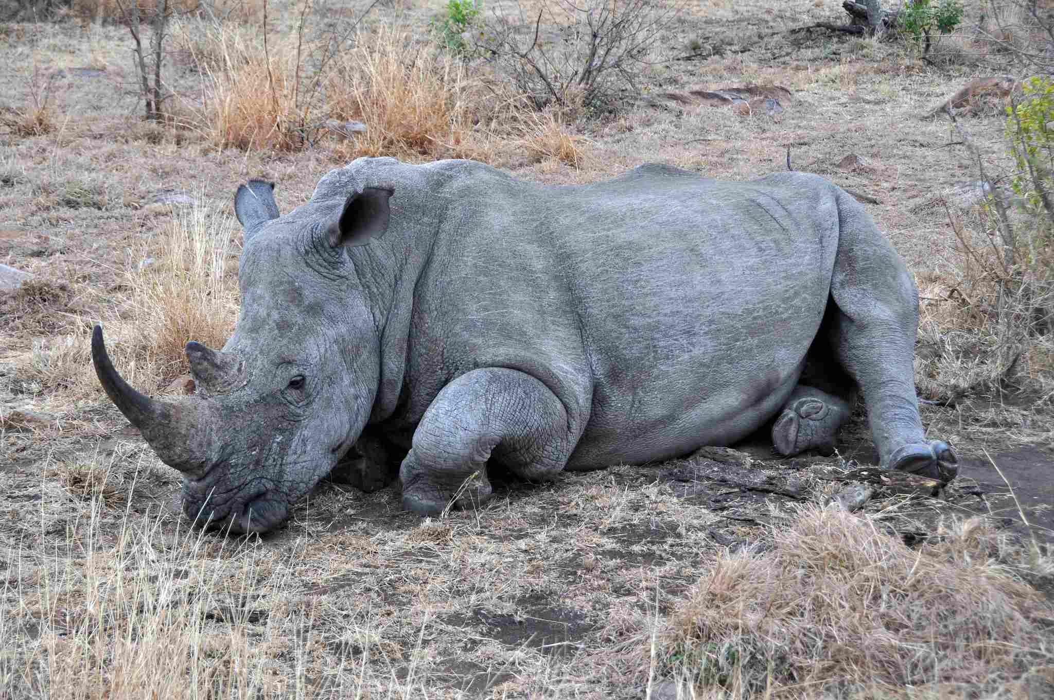 Rhino Vs Lion: Poaching Threatens the Survival of Rhinos (Credit: Mike 2010 .CC BY 2.0.)