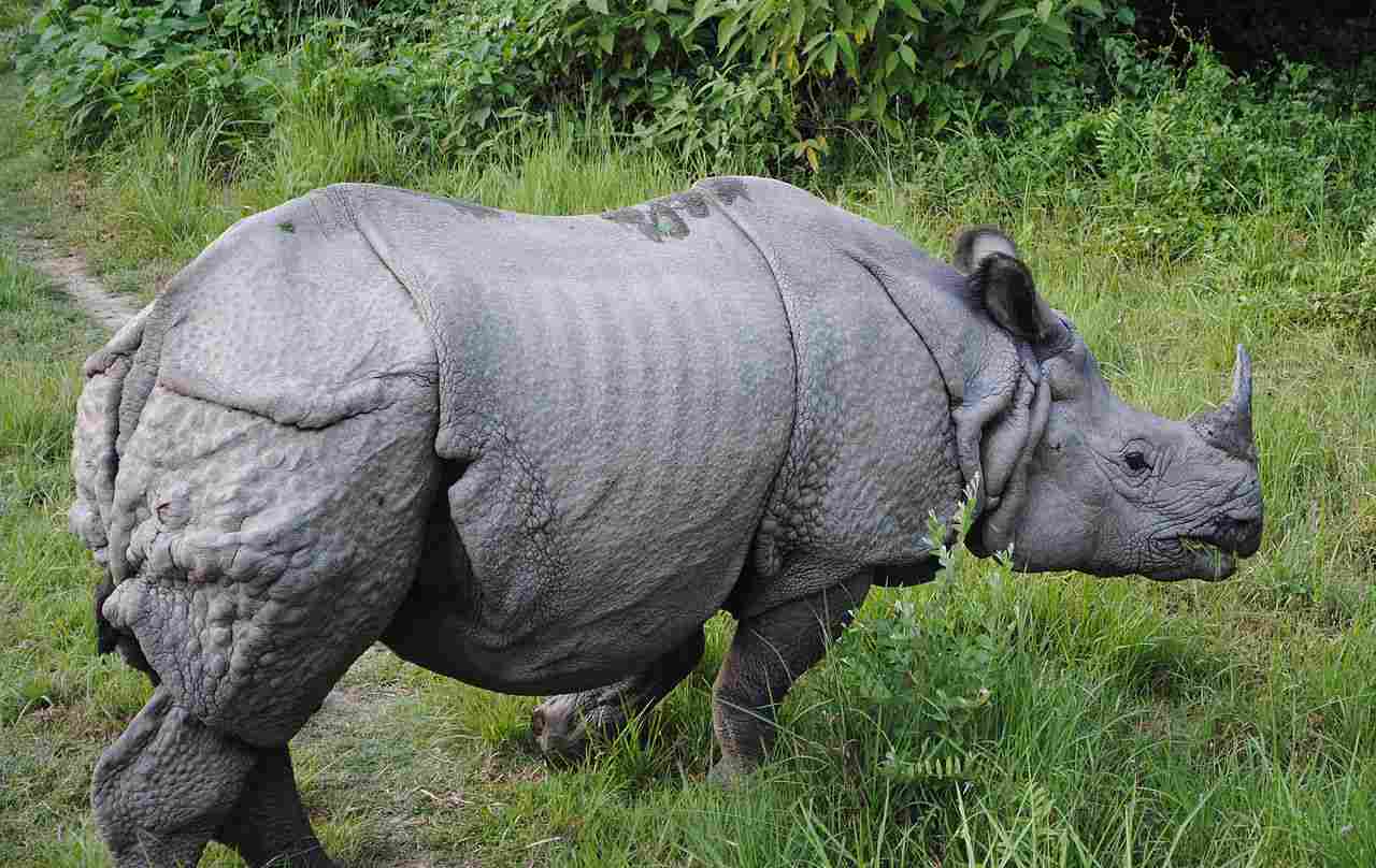Rhino Vs Tiger: Rhinos are Far Larger and Heavier Than Tigers (Credit: Krish Dulal 2011 .CC BY-SA 3.0.)