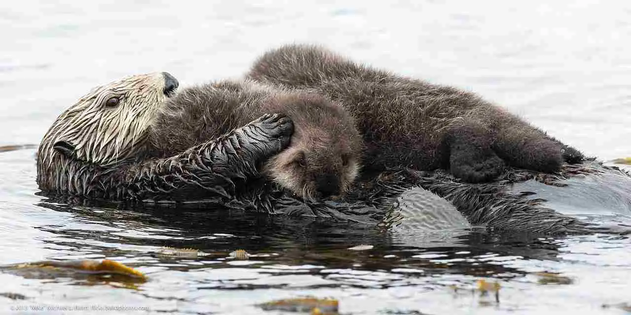 otter vs seal