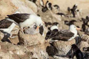 Rocky Shore Abiotic Factors: Air Availability Influences the Nesting Behavior of Shore-Dwelling Birds like Seagulls (Credit: Godot13 2016 .CC BY-SA 4.0.)