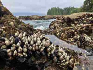 Rocky Shore Abiotic Factors: Filter/Suspension-Feeders like Barnacles Depend on Water for Access to Food Materials (Credit: Roy Luck 2019 .CC BY 2.0.)