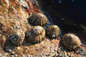 Rocky Shore Biotic Factors: Grazing Mollusks like Limpets and Sea Slugs help Regulate Algae and Seaweed Growth (Credit: Des Colhoun 2007 .CC BY-SA 2.0.)