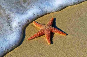 Rocky Shore Biotic Factors: Any of Multiple Starfish Species may Function as Shore Carnivores (Credit: Pedro Lastra 2016 .CC0 1.0.)