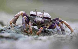Rocky Shore Biotic Factors: Scavenging Crustaceans like the Fiddler Crab can be Classified as Detritivorous Decomposers on Rocky Shores (Credit: Theo Kruse Burgers' Zoo 2020 .CC BY-SA 4.0.)