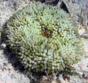 Rocky Shore Biotic Factors: Anemones and Zooxanthellae Share Mutualistic Relations on Intertidal Rocky Shores (Credit: James St. John 2010, Uploaded Online 2014 .CC BY 2.0.)