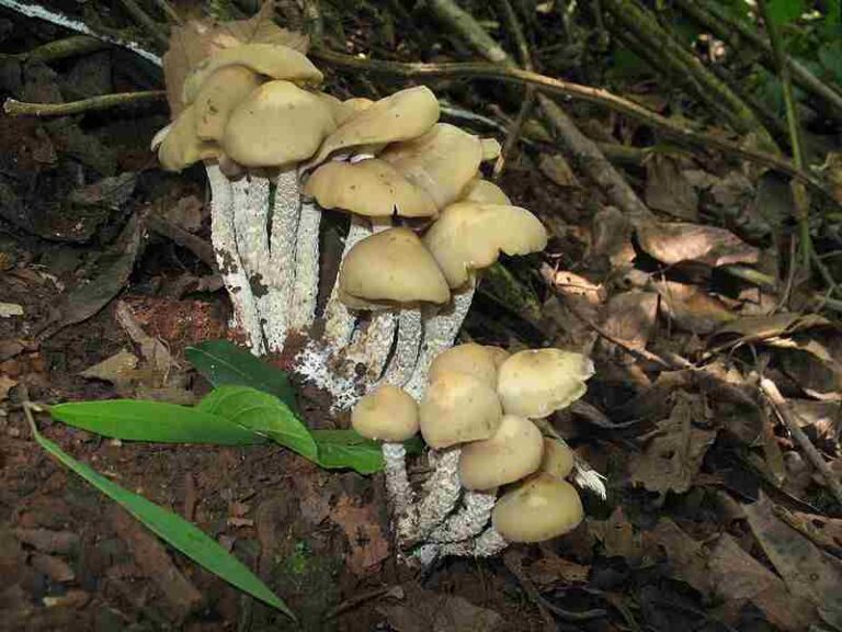 What is the Role of Decomposers in the Carbon Cycle?