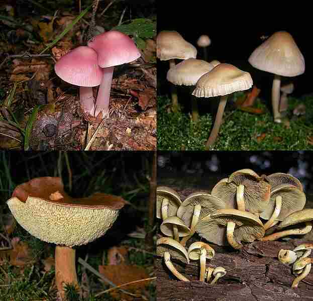 What Role Do Decomposers Play in the Nitrogen Cycle: Decomposers like Fungi Return Nitrogen to the Atmosphere fron Organic Matter (Credit: Danny S. 2009 .CC BY-SA 3.0.)