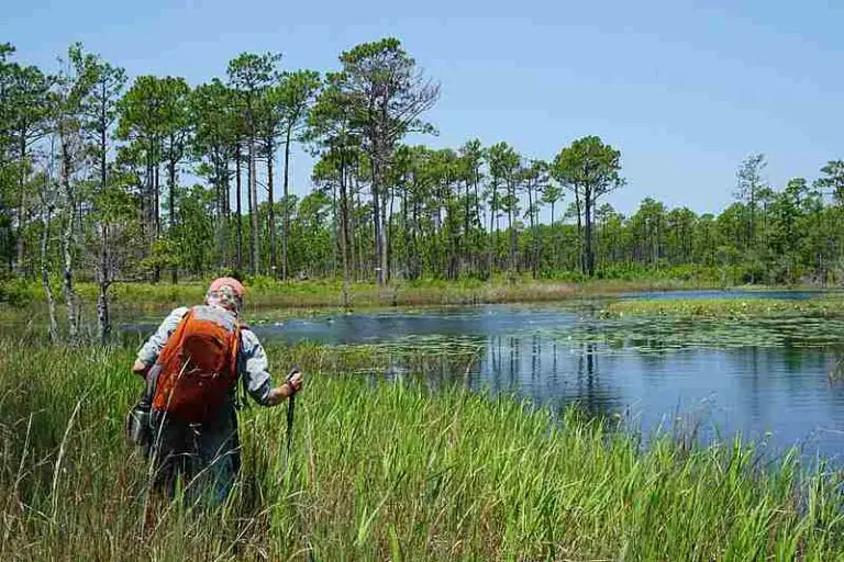 9 Salt Marsh Abiotic Factors and Their Ecological Functions