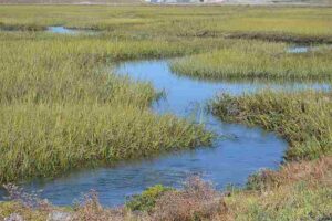 Salt Marsh Biotic Factors: Autotrophs like Cordgrasses are Adapted to Hydrological Fluctuation in their Habitat (Credit: Lisa Cox/USFWS 2011 .CC BY 2.0.)
