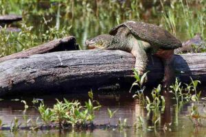 Salt Marsh Biotic Factors: Snapping Turtle is an Example of a Salt Marsh Omnivore (Credit: Sherseydc 2008 .CC BY 2.0.)
