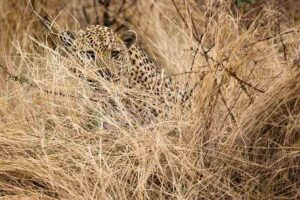Characteristics of Savanna Ecosystem: The Leopard's Fur Provides Effective Camouflage in the Grassland (Credit: Greg Willis 2006 .CC BY-SA 2.0.)