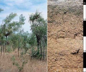 Characteristics of Savanna Ecosystem: Leaching Produces Light-Brown to Reddish Lateritic Soil (Credit: Alan Stewart, CSIRO 2007 .CC BY 3.0.)