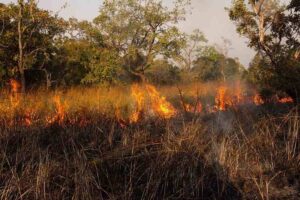 Savanna Climate Characteristics: Wind can Exacerbate Hazards like Wildfire in the Savanna (Credit: ETF89 2013 .CC BY-SA 4.0.)