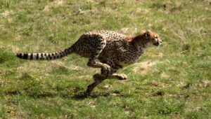 Savanna Food Chain: As a Tertiary Consumer, the Cheetah uses its Speed to Capture Prey (Credit: Malene Thyssen 2010 .CC BY-SA 3.0.)