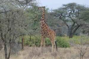 Savanna Food Web: As Long-Necked Browsers, Giraffes Consume Leaves and Twigs from Tall Trees (Credit: David Hewitt 2004 .CC BY 3.0.)