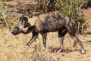 Savanna Food Web: African Wild Dog is a Recurring, Nodal Organism in Multiple Savanna Food Chains (Credit: Charles J. Sharp 2013 .CC BY-SA 3.0.)