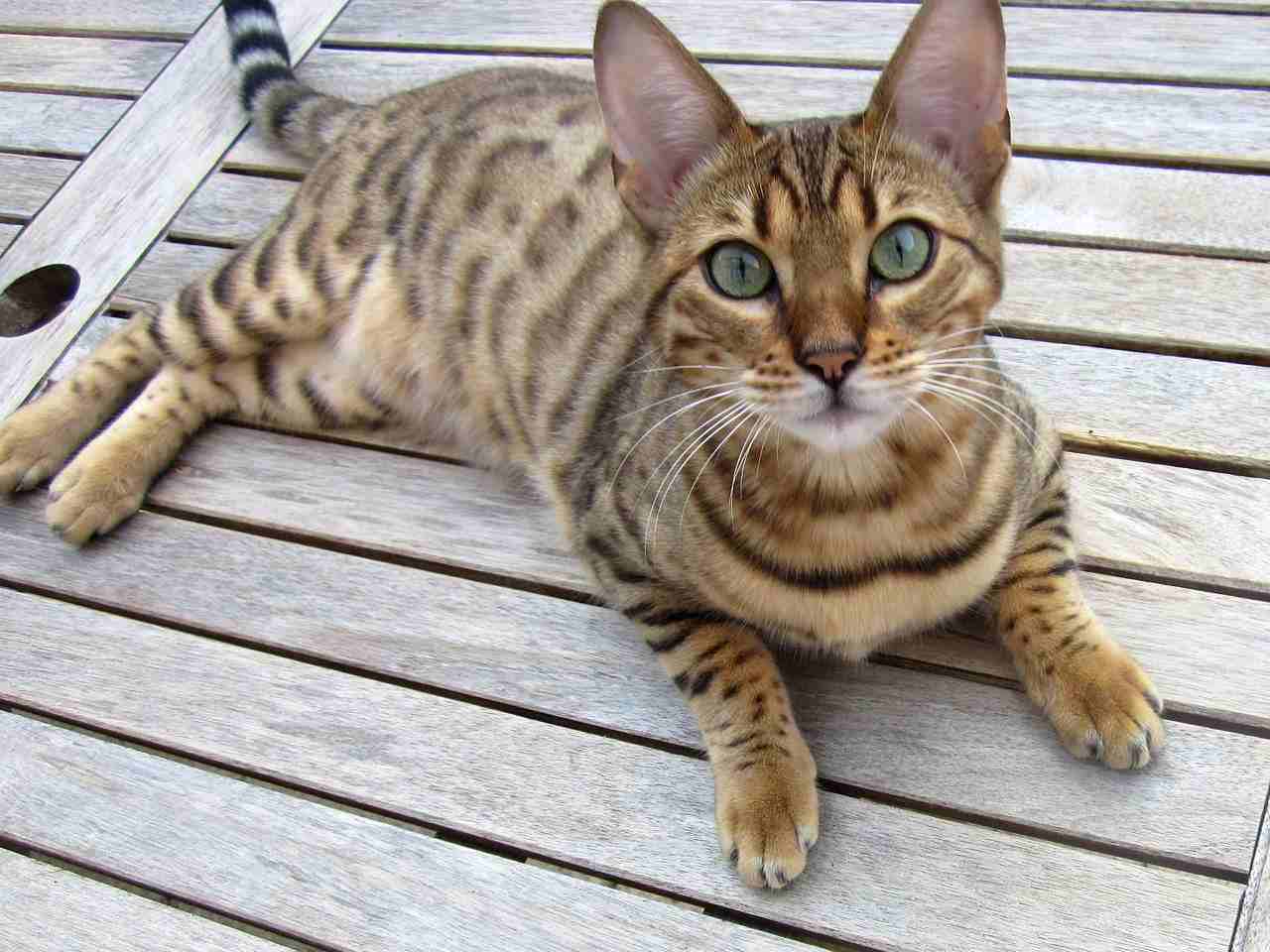 Savannah Cat Vs Bengal Cat