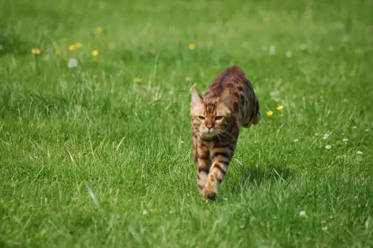 Savannah Cat Vs Bengal Cat Size, Weight, Overall Comparison