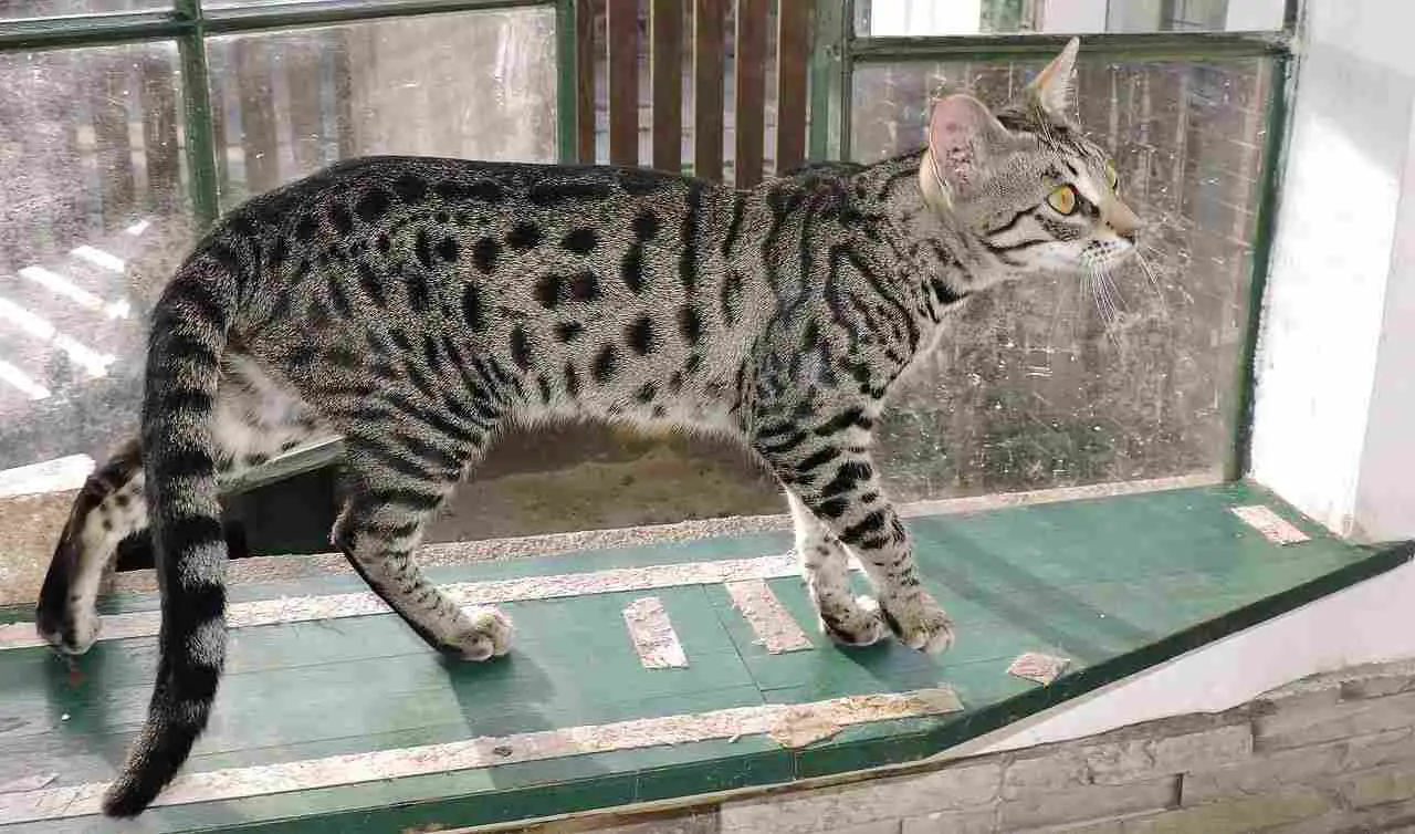 Savannah Cat Vs Serval