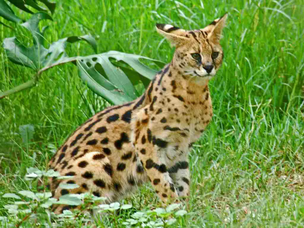 savannah cat vs serval