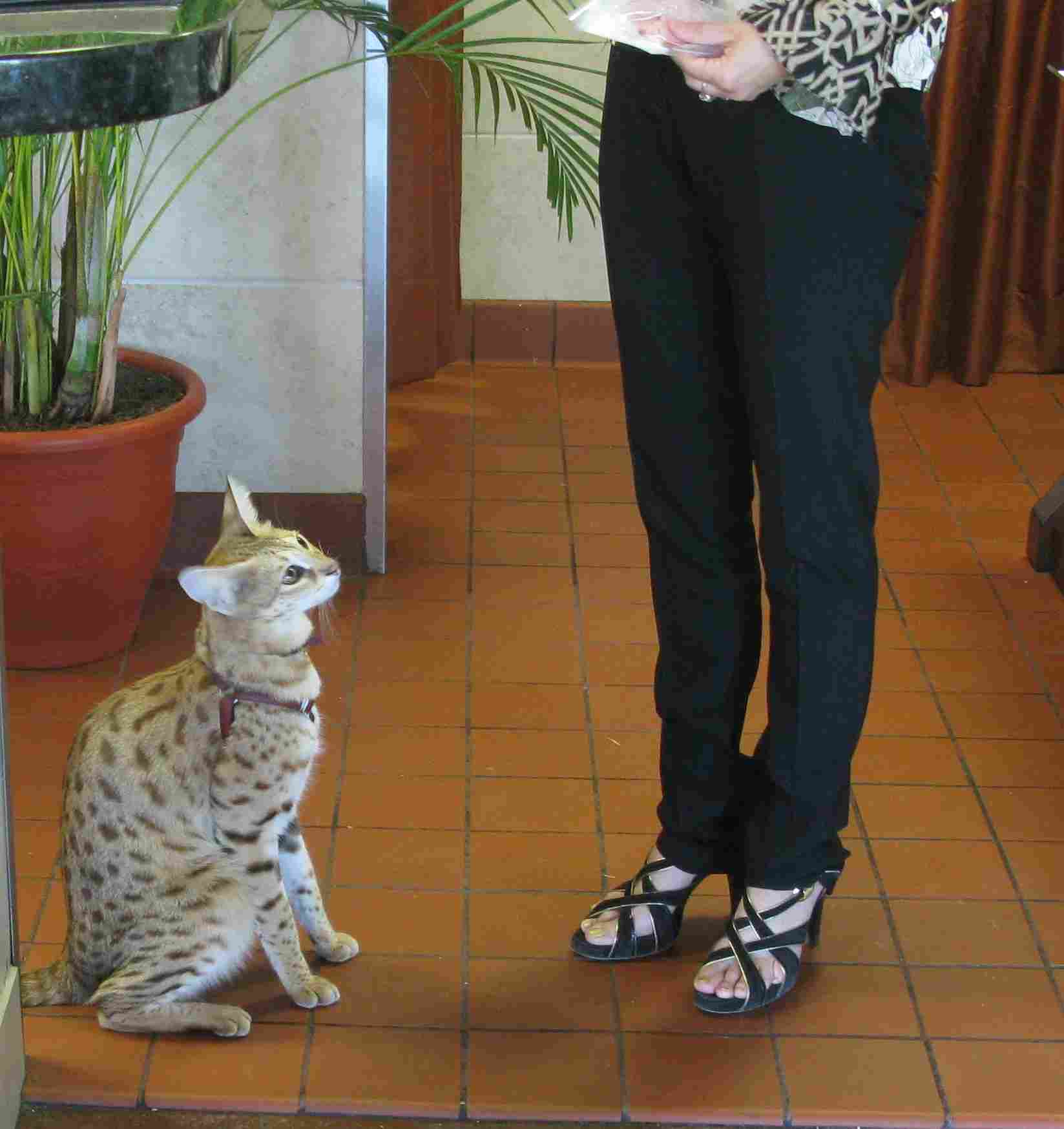Savannah Cat Vs Serval