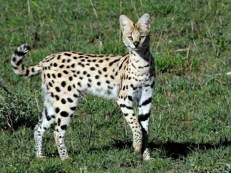Savannah Cat Vs Serval Size, Weight, Overall Comparison