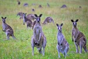 Savanna Locations: Kangaroo as part of Native Biodiversity in the Australian Savanna (Credit: Alex Proimos 2012 .CC BY 2.0.)