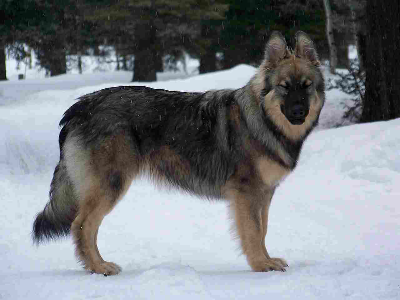 German Shepherd Vs Wolf: Both German Shepherds and Wolves are Susceptible to the Impacts of Human Activities (Credit: Shepaluteprez 2009 .CC BY-SA 3.0.)