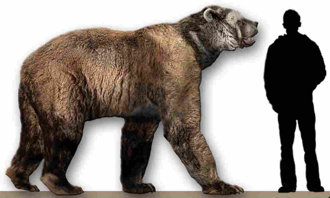 Short Faced Bear Vs Polar Bear: In Terms of Size and Weight, Short Faced Bears Significantly Surpassed Polar Bears (Credit: Dantheman9758 2007 .CC BY-SA 3.0.)