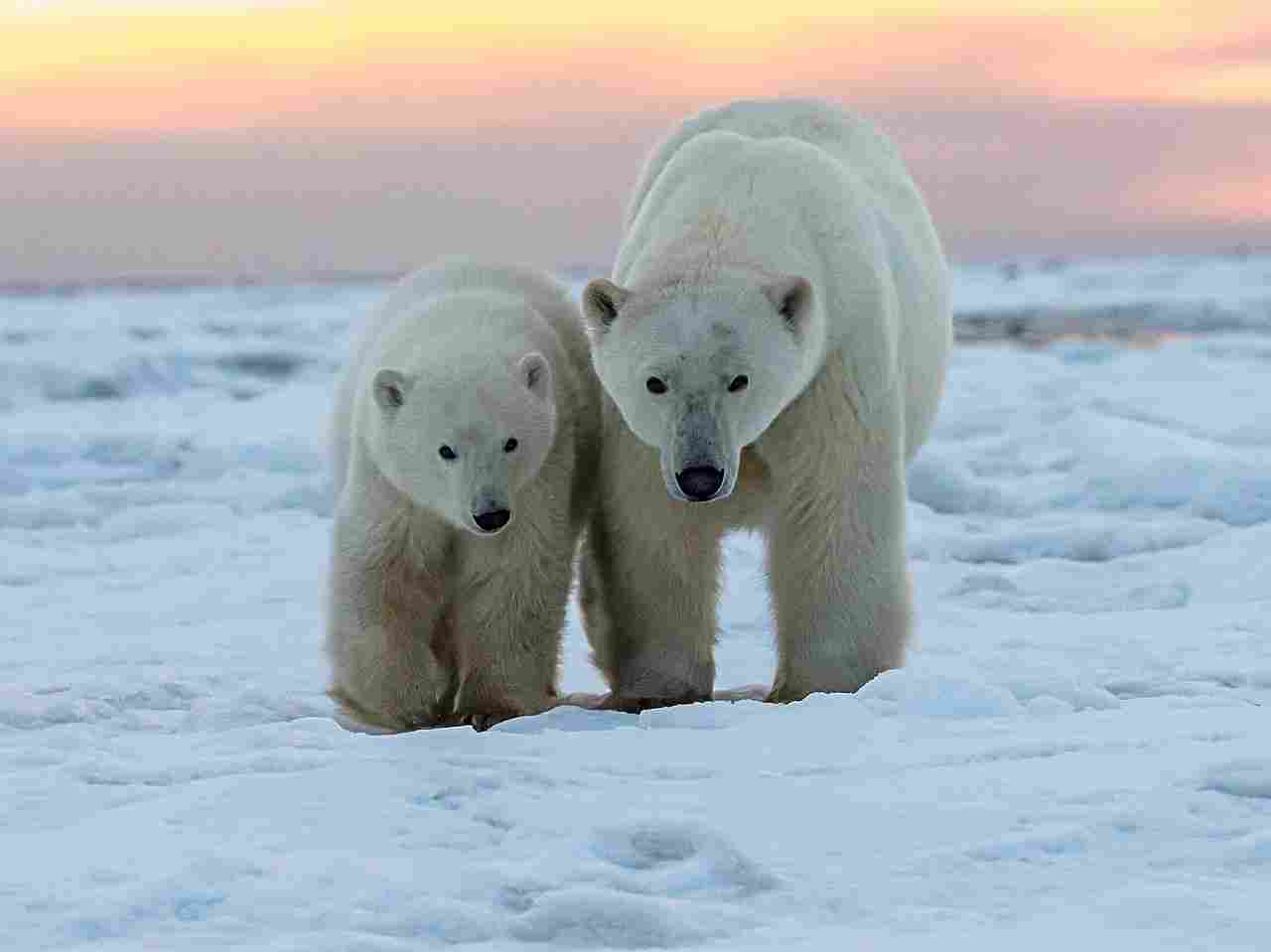Short Faced Bear Vs Polar Bear: It is Predictable that the Social Behaviors of Short Faced Bears and Modern Day Polar Bears are Distinctive (Credit: Marko Dimitrijevic 2016 .CC BY-SA 2.0.)
