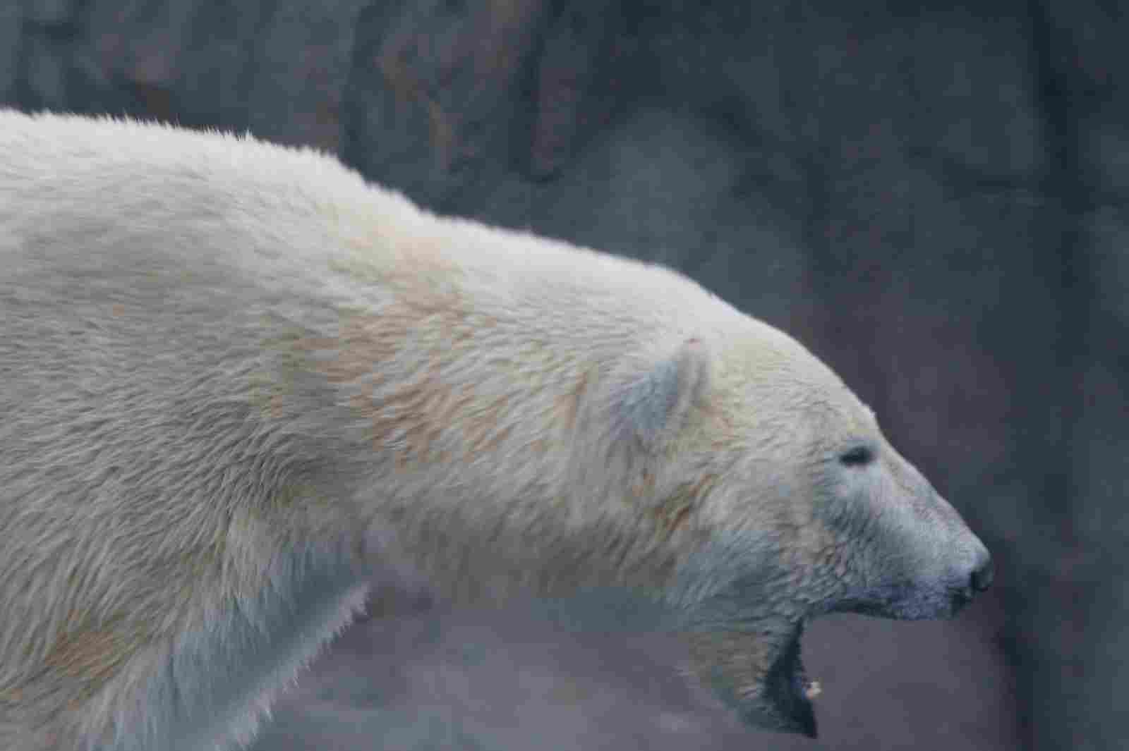 Short Faced Bear Vs Polar Bear: Aggression Toward Humans is a Possibility With Polar Polar (Credit: Ryan Poplin 2007 .CC BY-SA 2.0.)