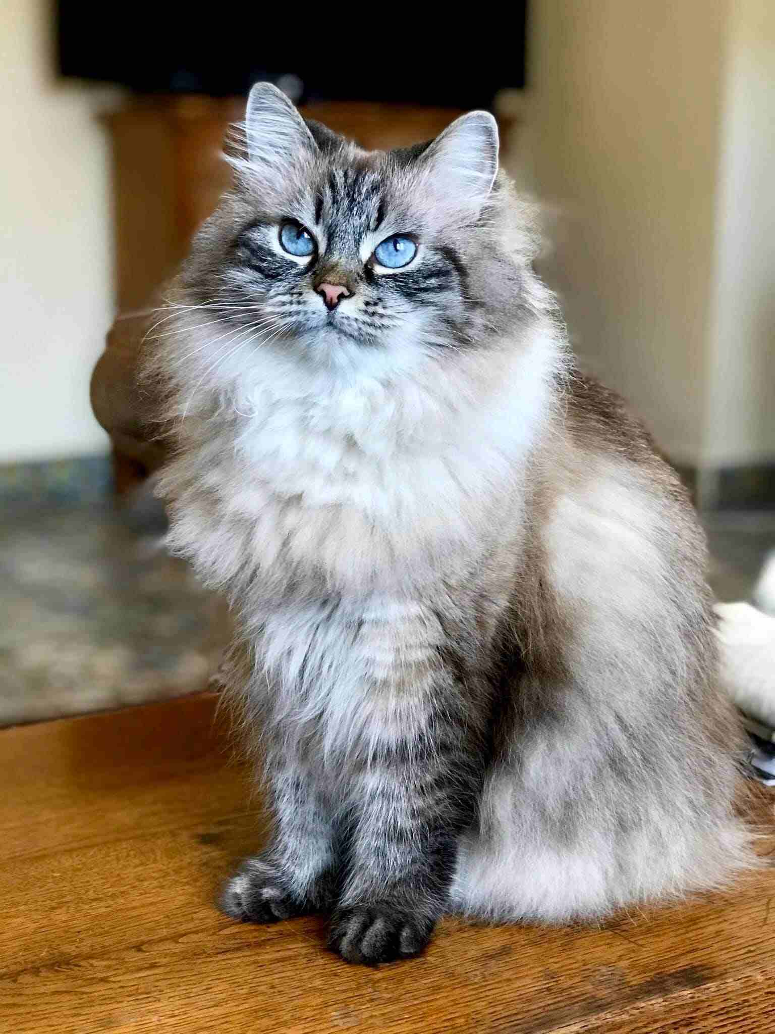 best cat breeds for first time owners