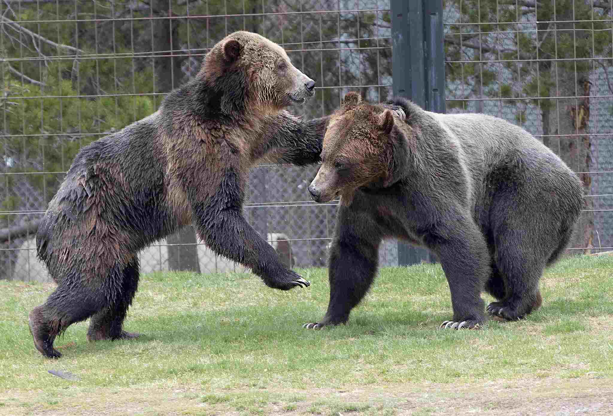 Silverback Gorilla Vs Grizzly Bear: Taxonomic and Morphological Disparities Exist Between Gorillas and Grizzly Bears (Credit: Watts 2023 .CC BY 2.0.)