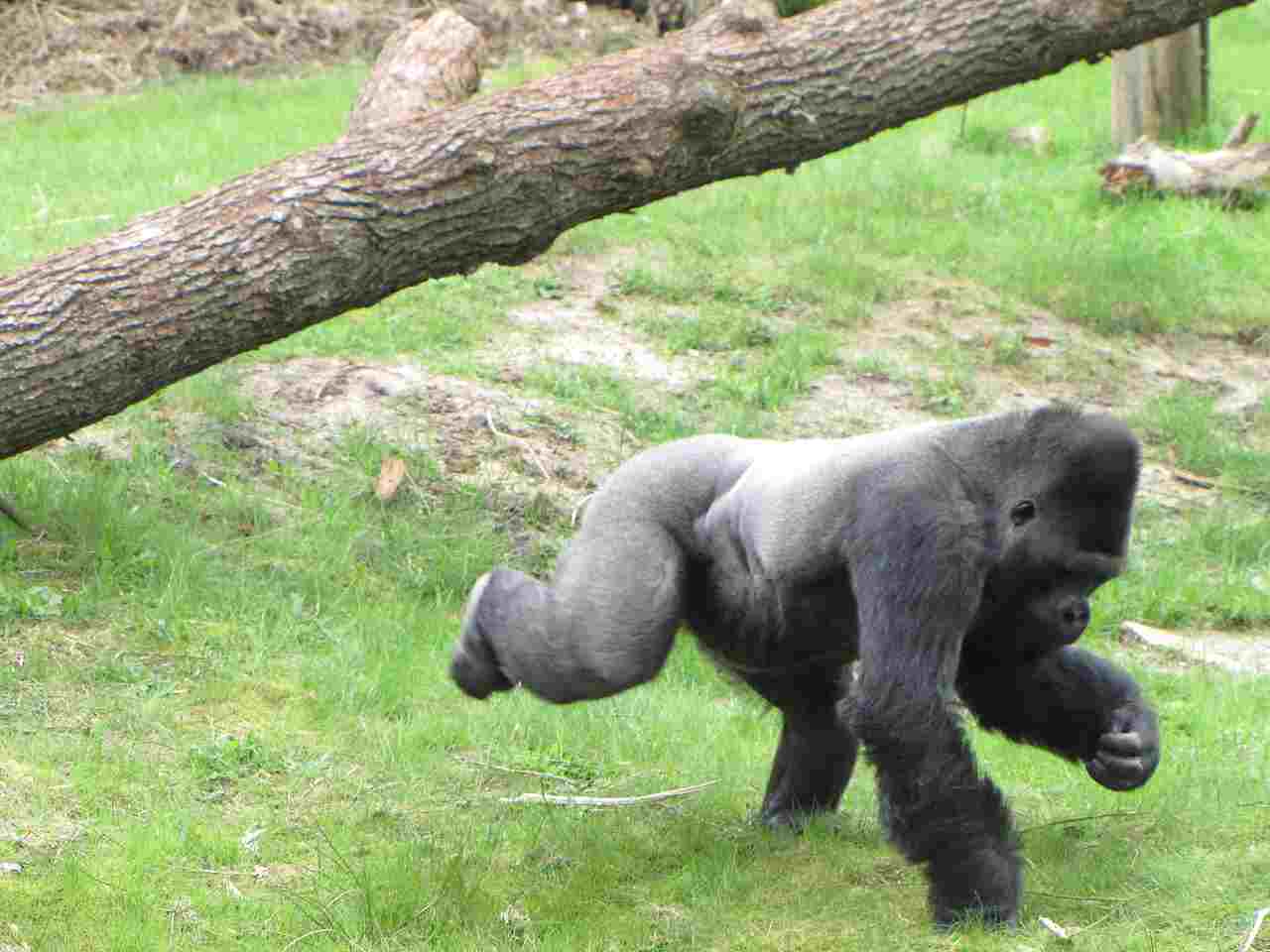 Silverback Gorilla Vs Grizzly Bear: The Environment and Lifestyle of Silverback Gorillas Influence Their Agility and Behavior (Credit: Isaladag 2010 .CC BY-SA 3.0.)
