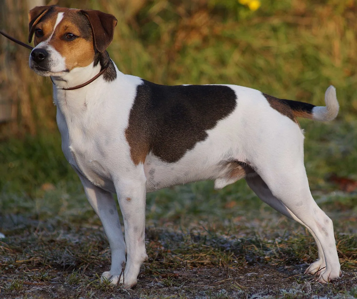 Small Home Dog Breeds