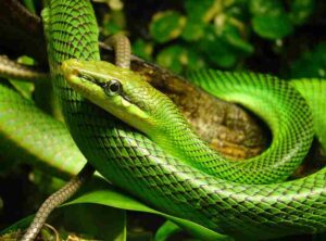 Examples of Snakes in the Rainforest: Green Mamba is Arboreal and Spends Majority of Its Time in Trees (Credit: Bjørn Christian Tørrissen 2010 .CC BY-SA 4.0.)