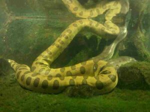 Examples of Snakes in the Rainforest Ecosystem: Yellow Anacondas are Proficient Swinmers Adapted to Aquatic Habitats (Credit: LenaWild 2011 .CC BY-SA 3.0.)
